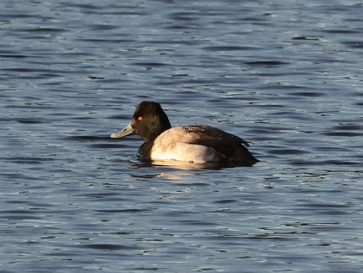 Lesser Scaup - ML628509338