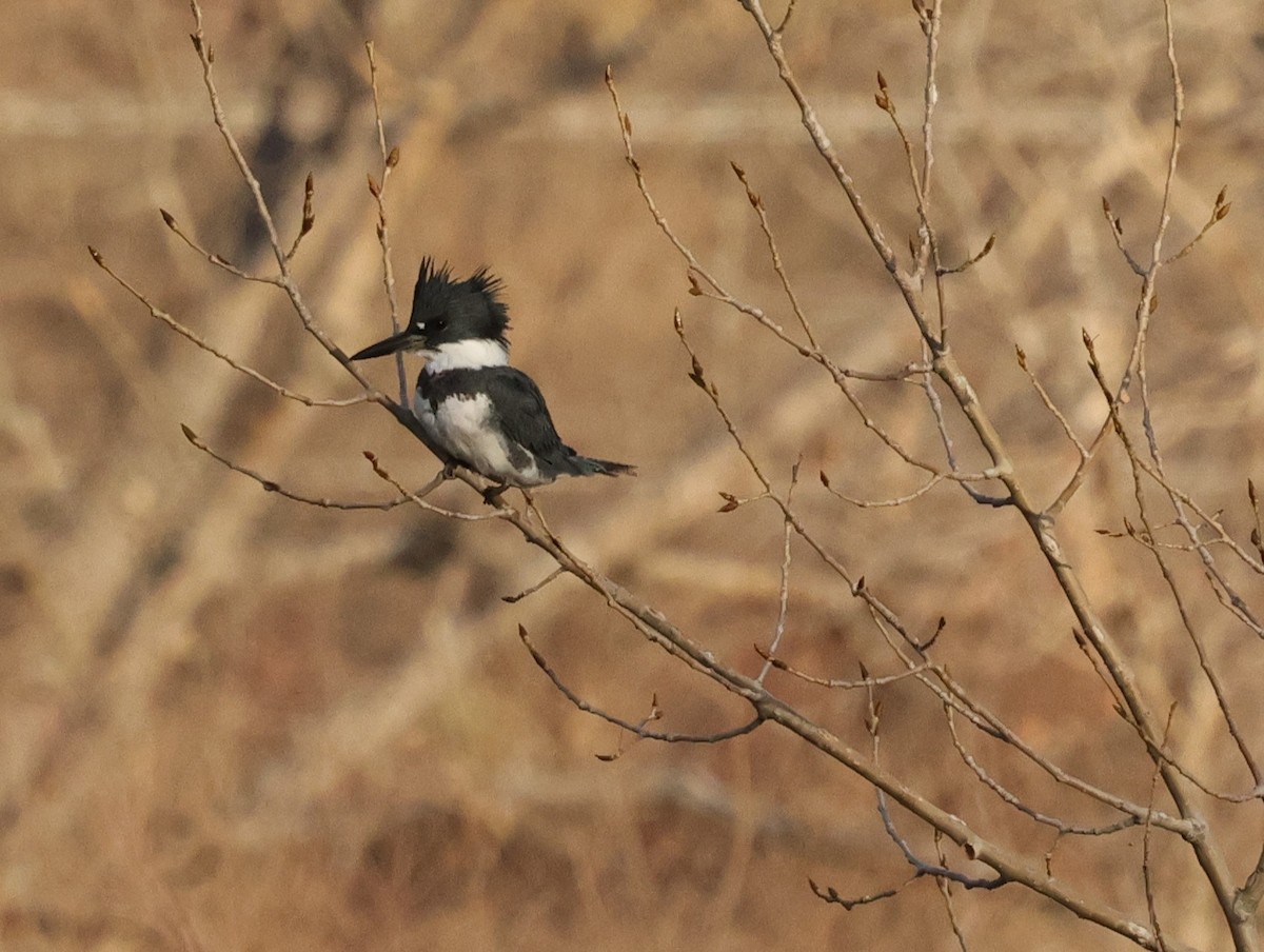 Belted Kingfisher - ML628509349