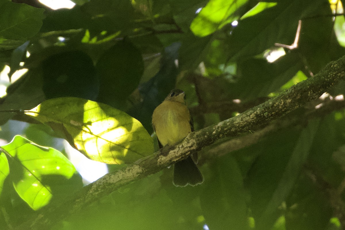 Sulphur-rumped Flycatcher - ML628509576