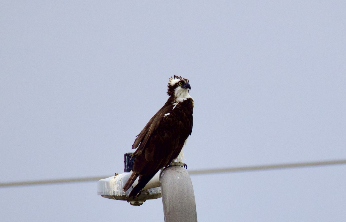 Osprey - ML628509605