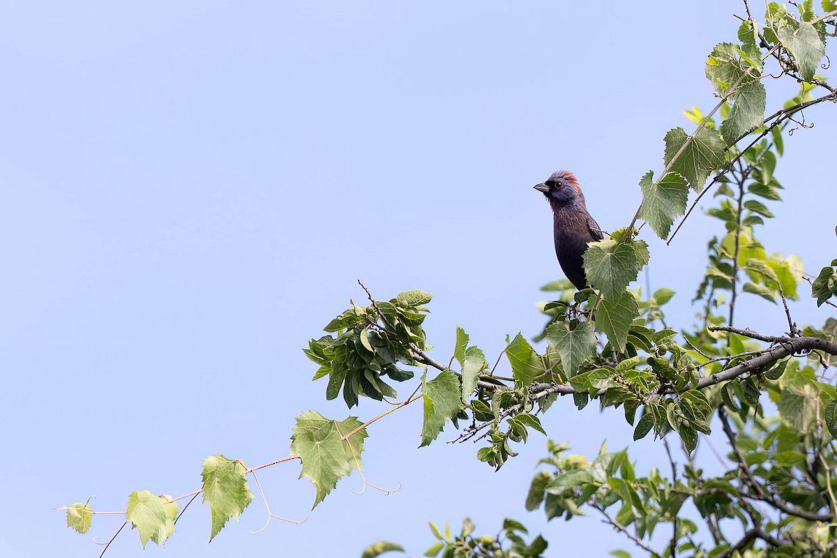 Varied Bunting - ML628509613