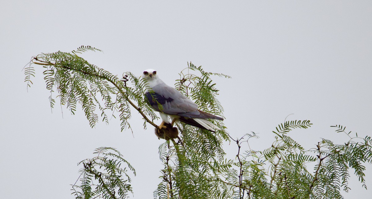 White-tailed Kite - ML628509636