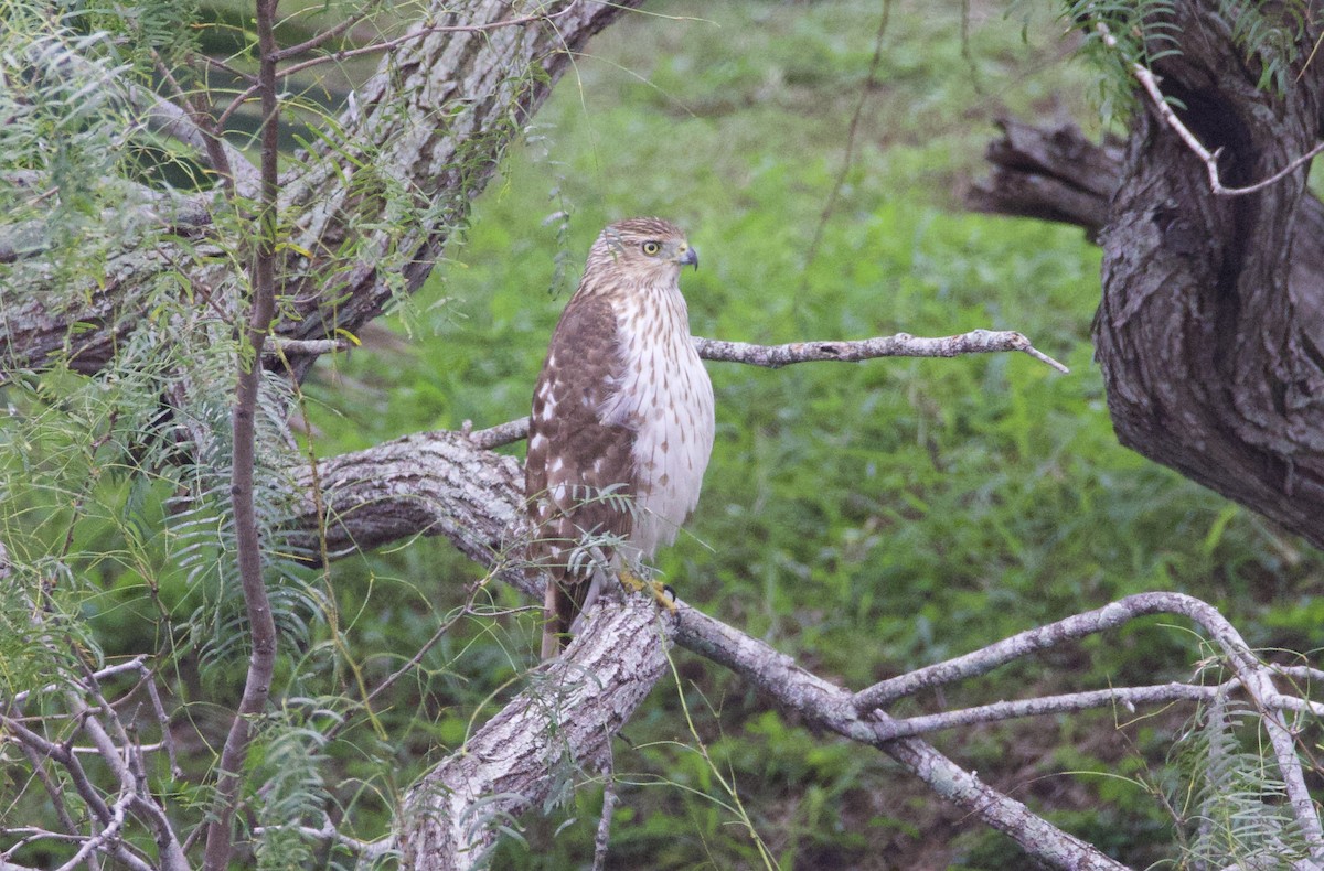 Cooper's Hawk - ML628509659