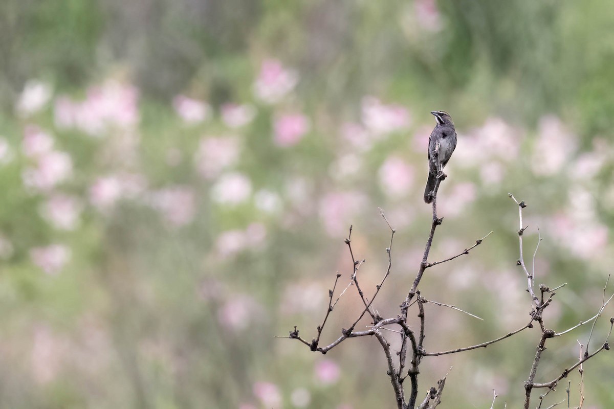 Five-striped Sparrow - ML628509705