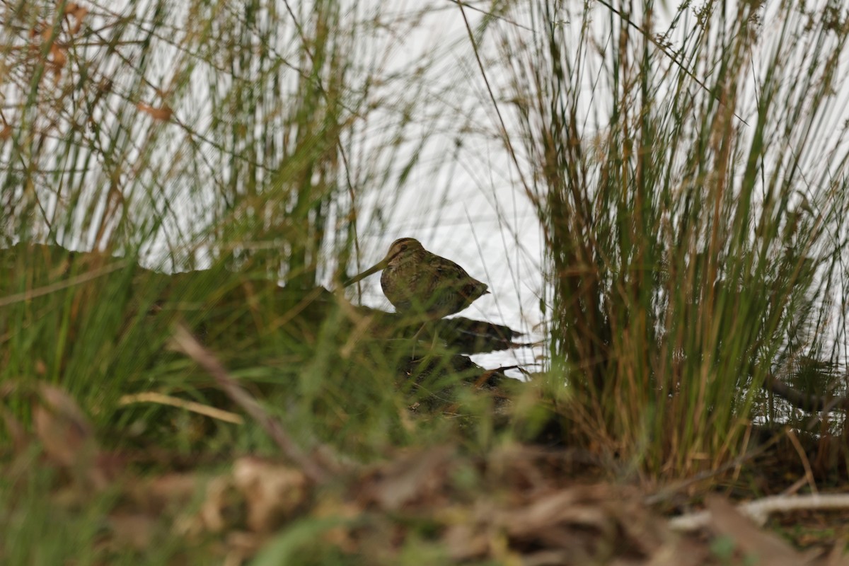 Latham's Snipe - ML628509790