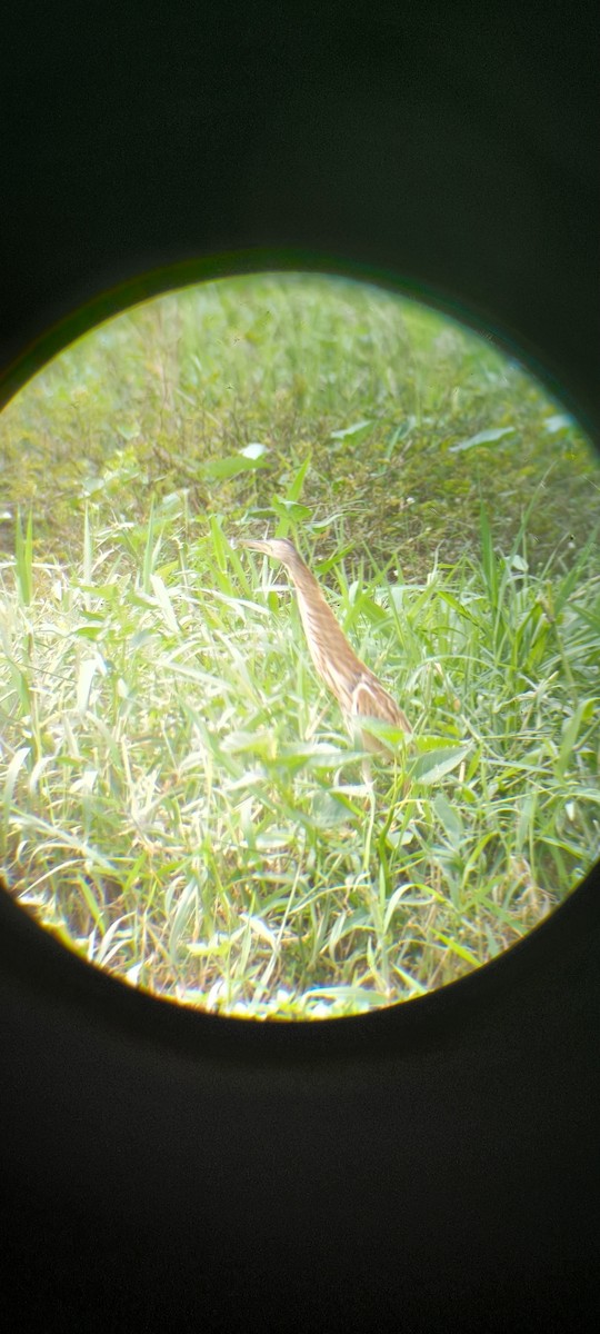 Yellow Bittern - ML628509861