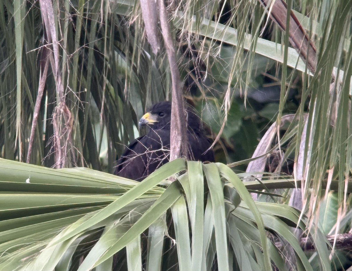 Zone-tailed Hawk - ML628509874