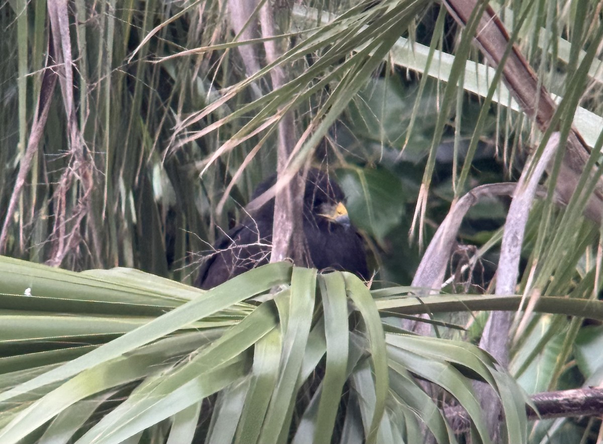 Zone-tailed Hawk - ML628509875