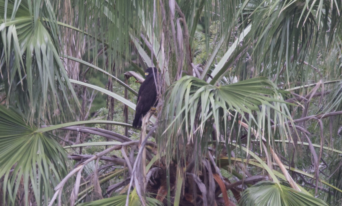 Zone-tailed Hawk - ML628509965