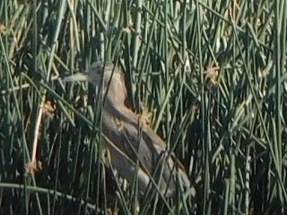 Black-crowned Night Heron - ML62851001