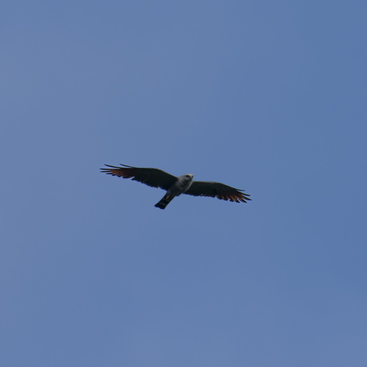 Plumbeous Kite - ML628510022