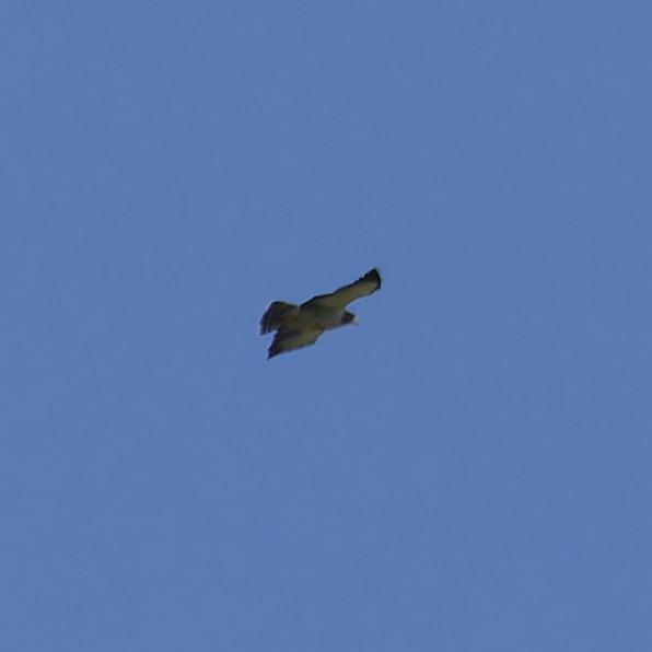 Short-tailed Hawk - ML628510029