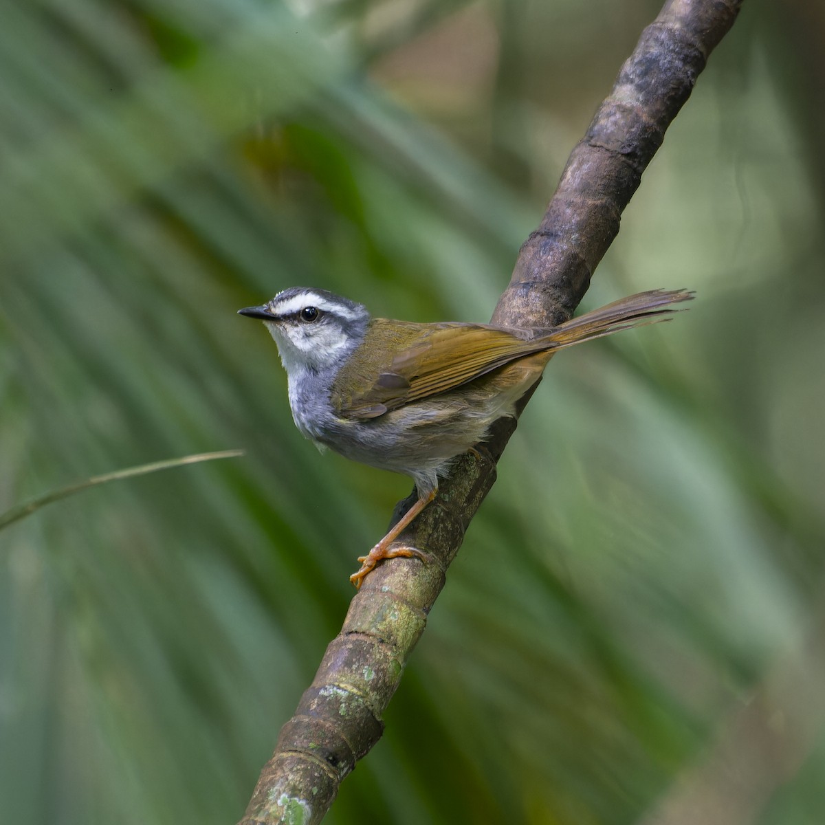 White-striped Warbler - ML628510063
