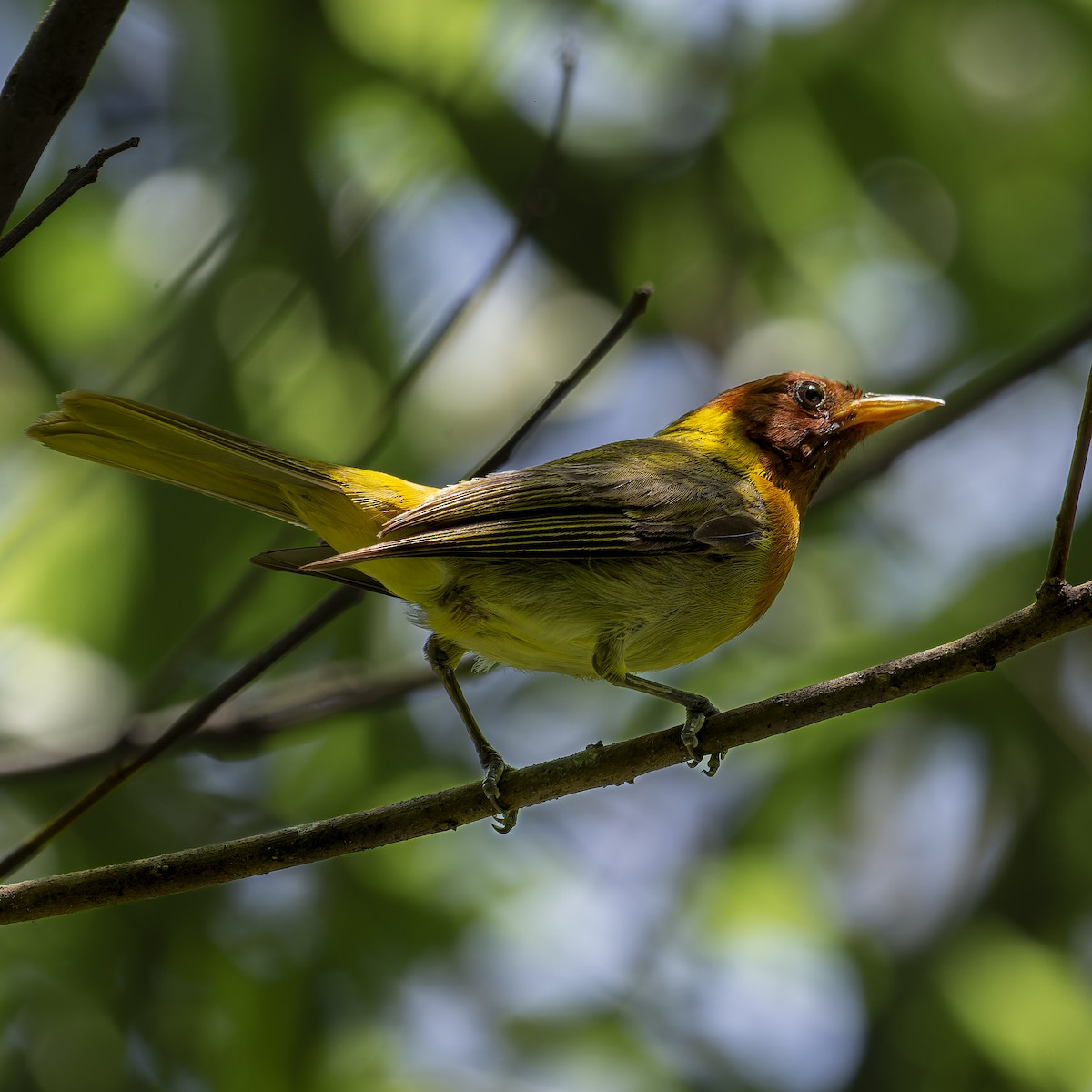 Rufous-headed Tanager - ML628510080
