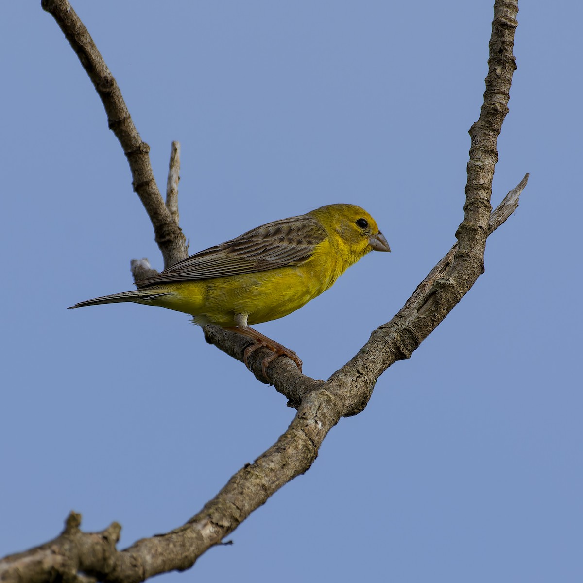 Grassland Yellow-Finch - ML628510085