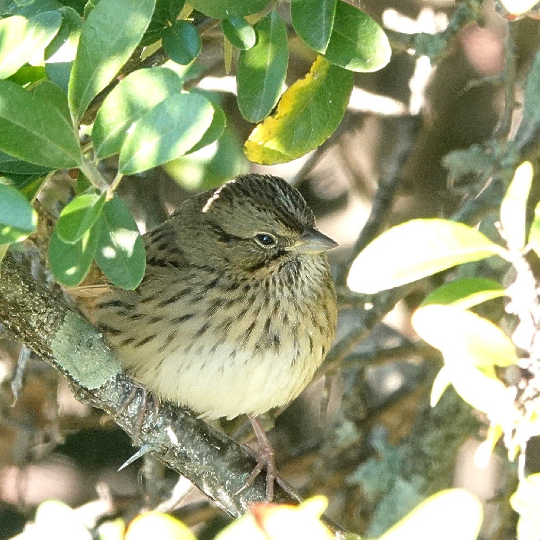 Lincoln's Sparrow - ML628510329