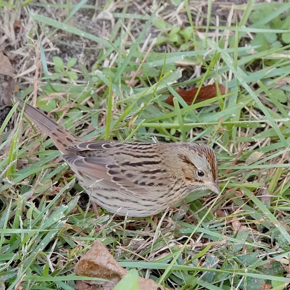 Lincoln's Sparrow - ML628510330