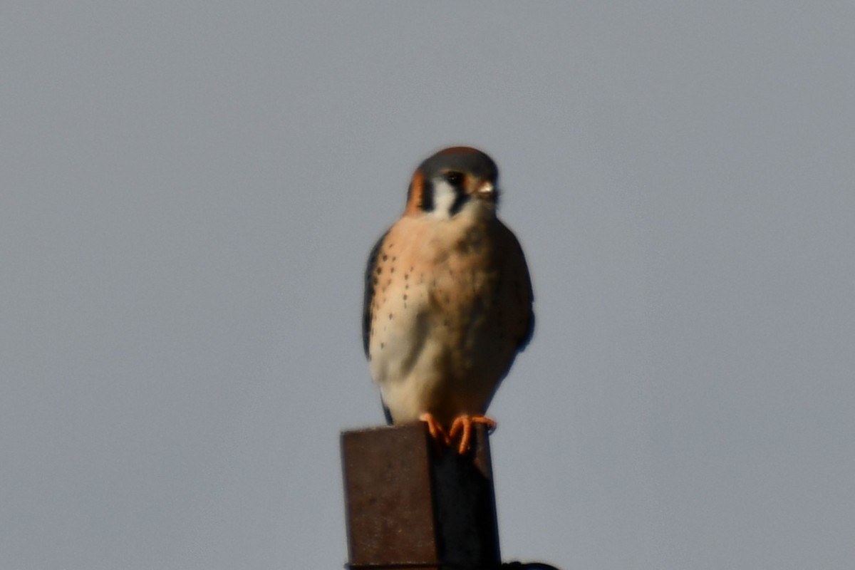 American Kestrel - ML628510458