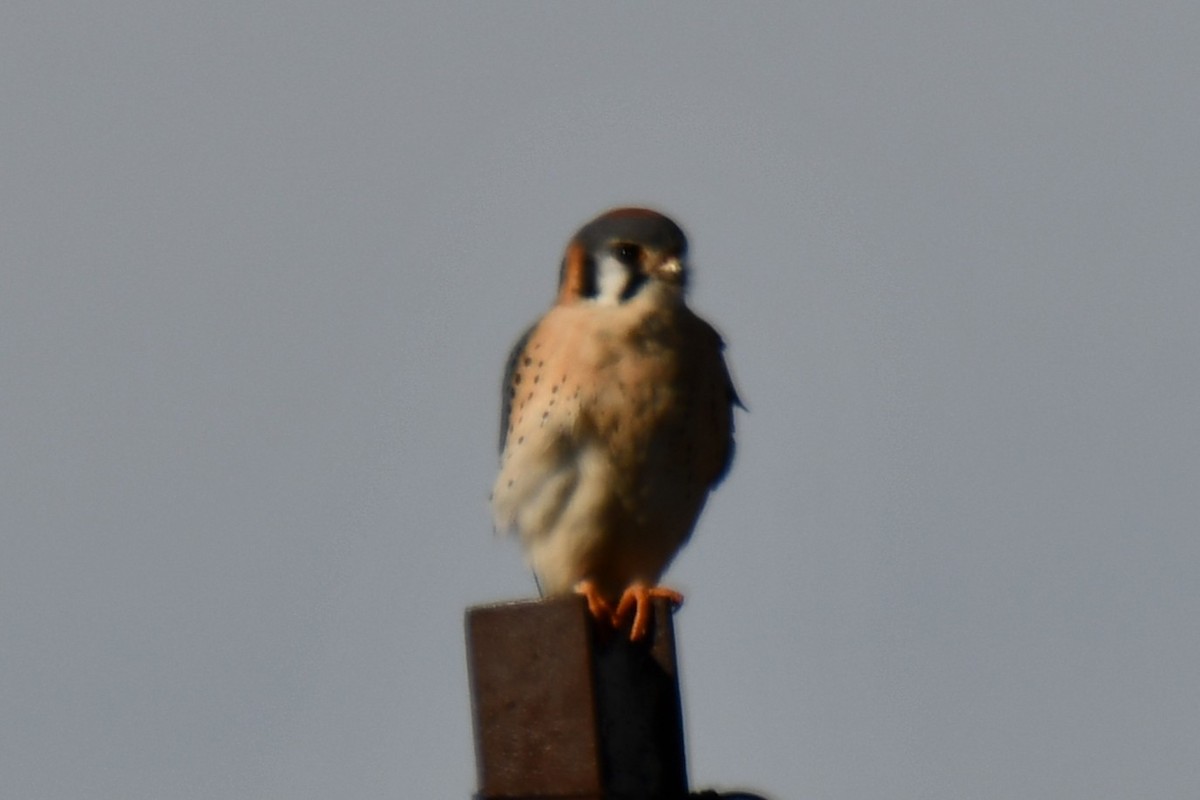 American Kestrel - ML628510459