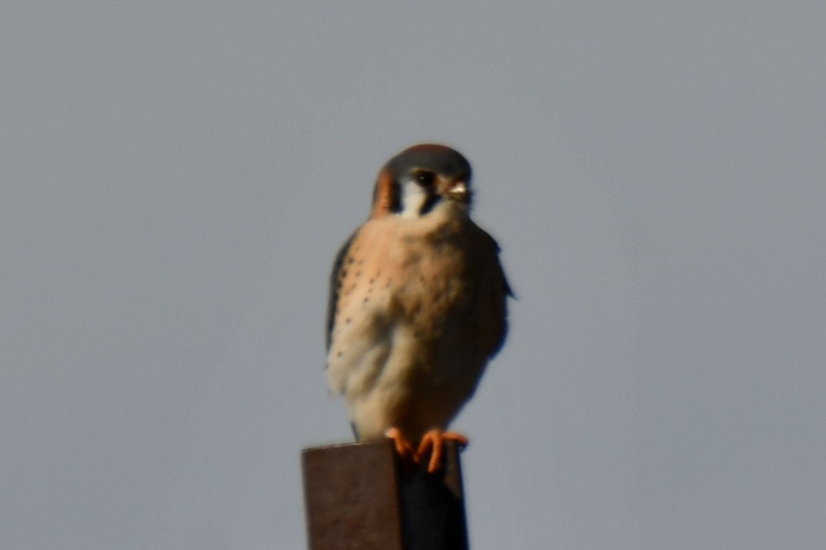 American Kestrel - ML628510460