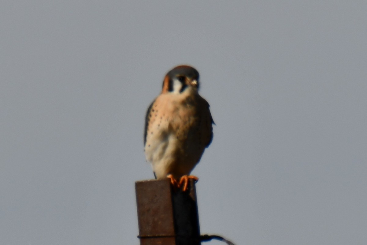 American Kestrel - ML628510461