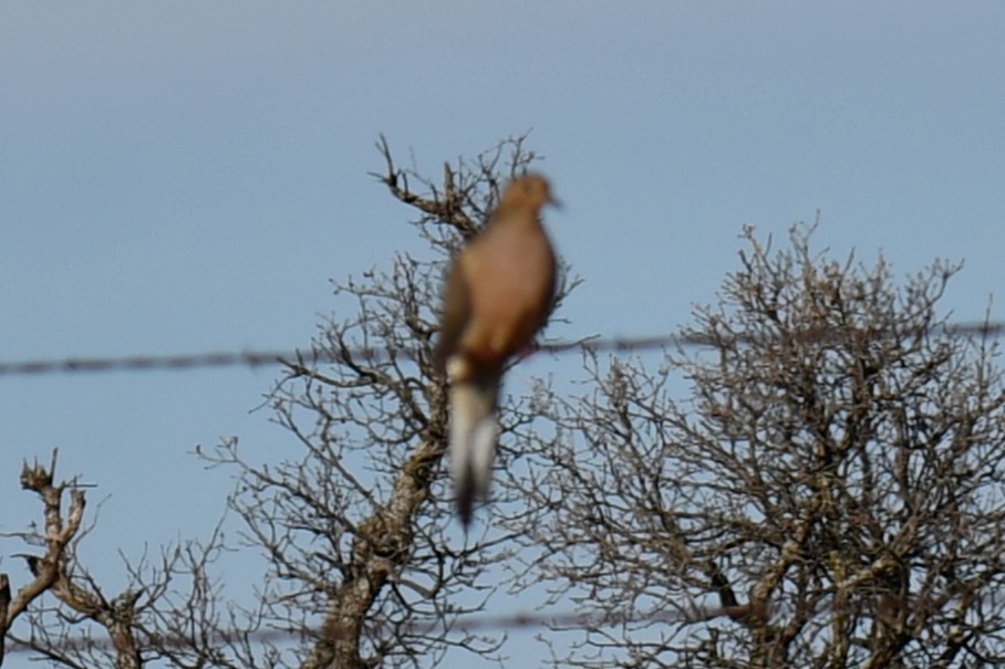 Mourning Dove - ML628510467