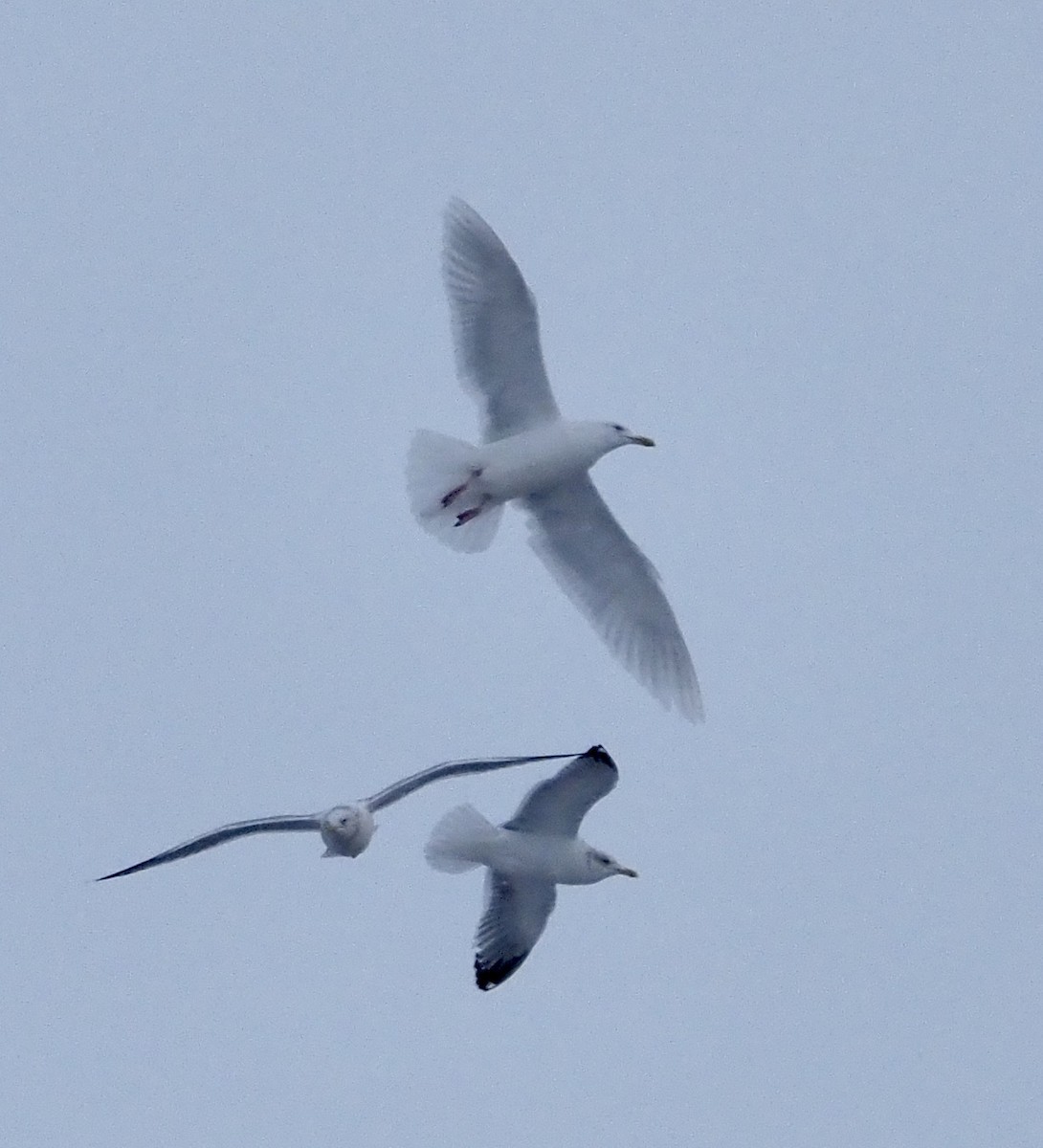 北極鷗 - ML628510531