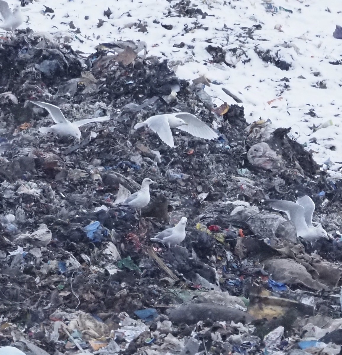 北極鷗 - ML628510541