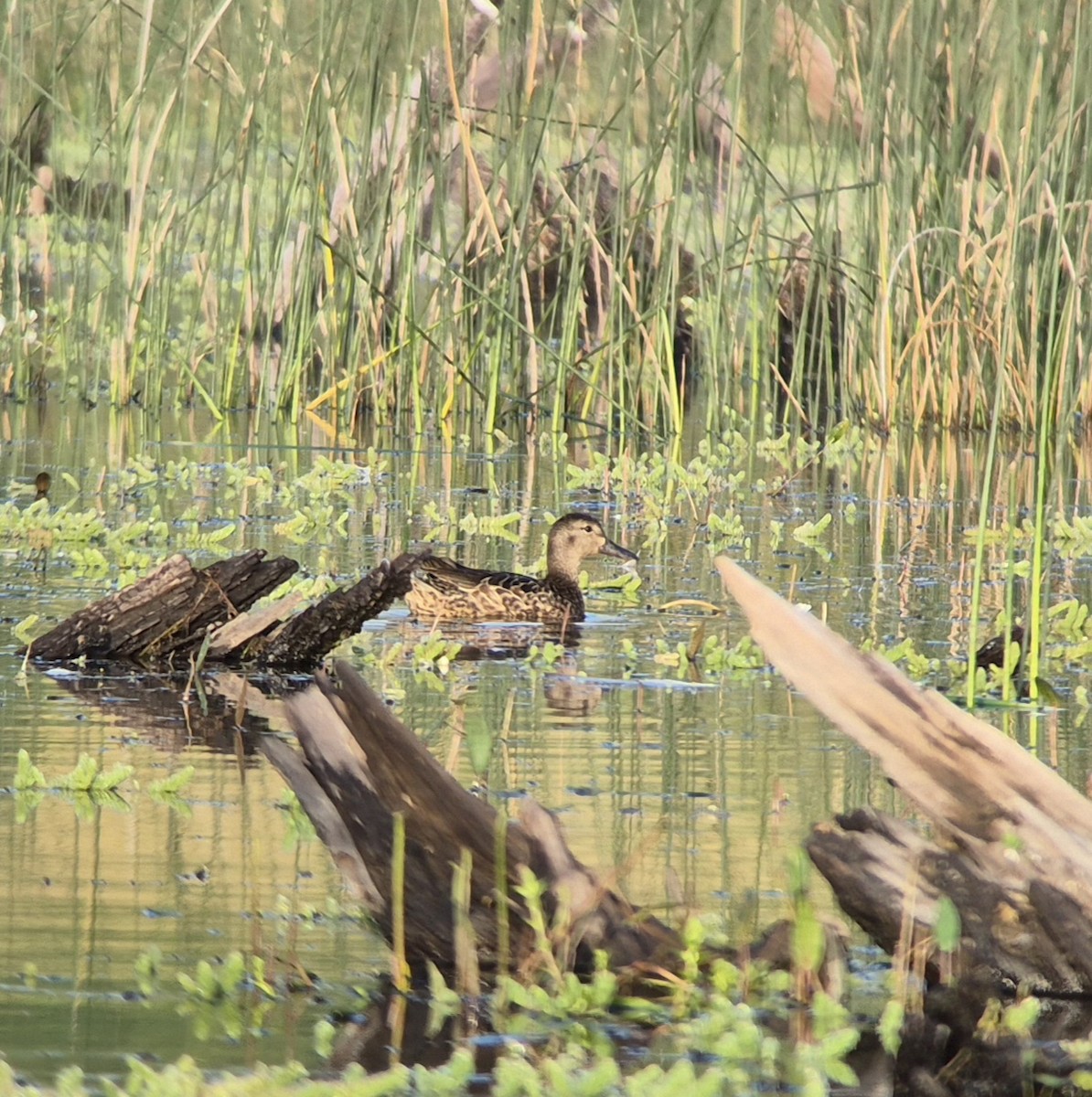 Cinnamon Teal - ML628510550