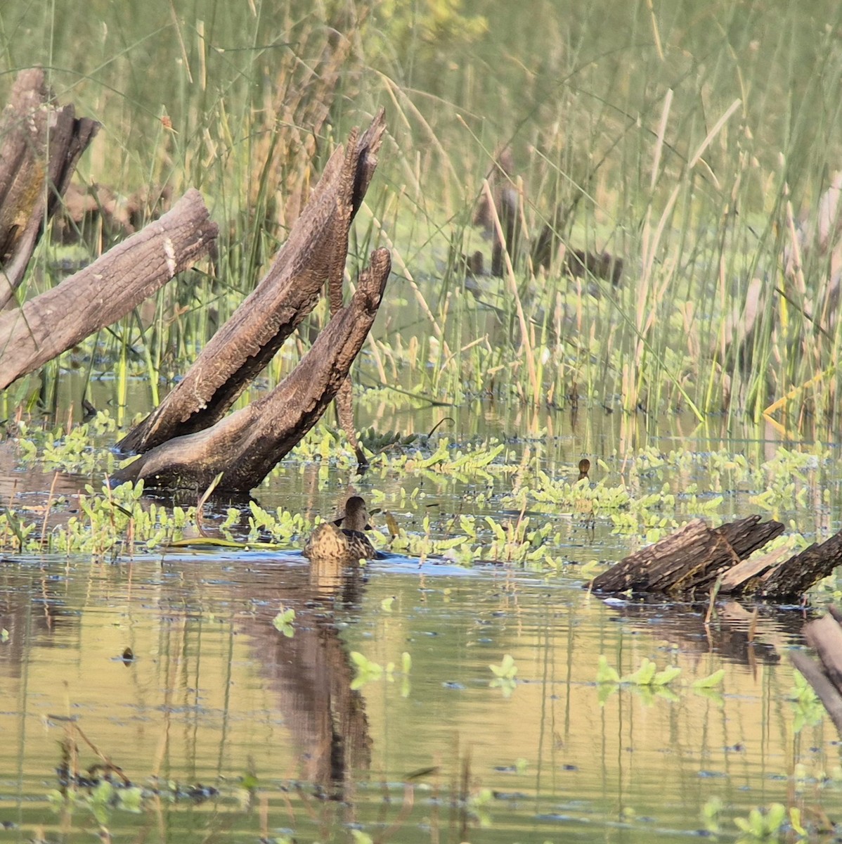 Cinnamon Teal - ML628510551