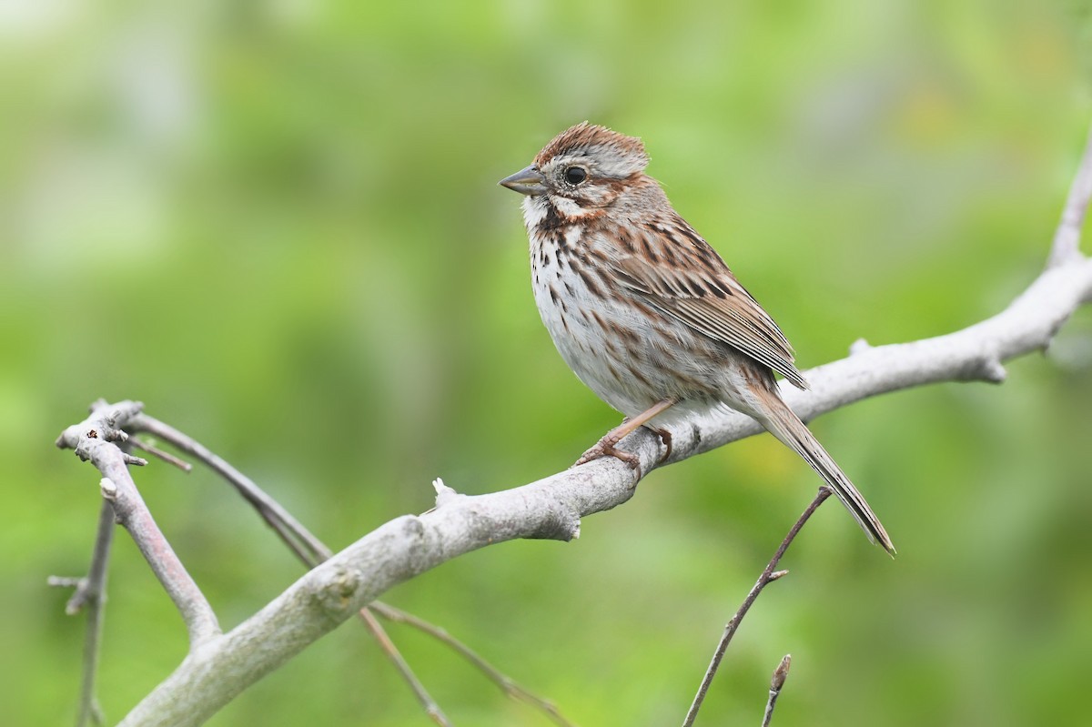 Song Sparrow - ML628510614