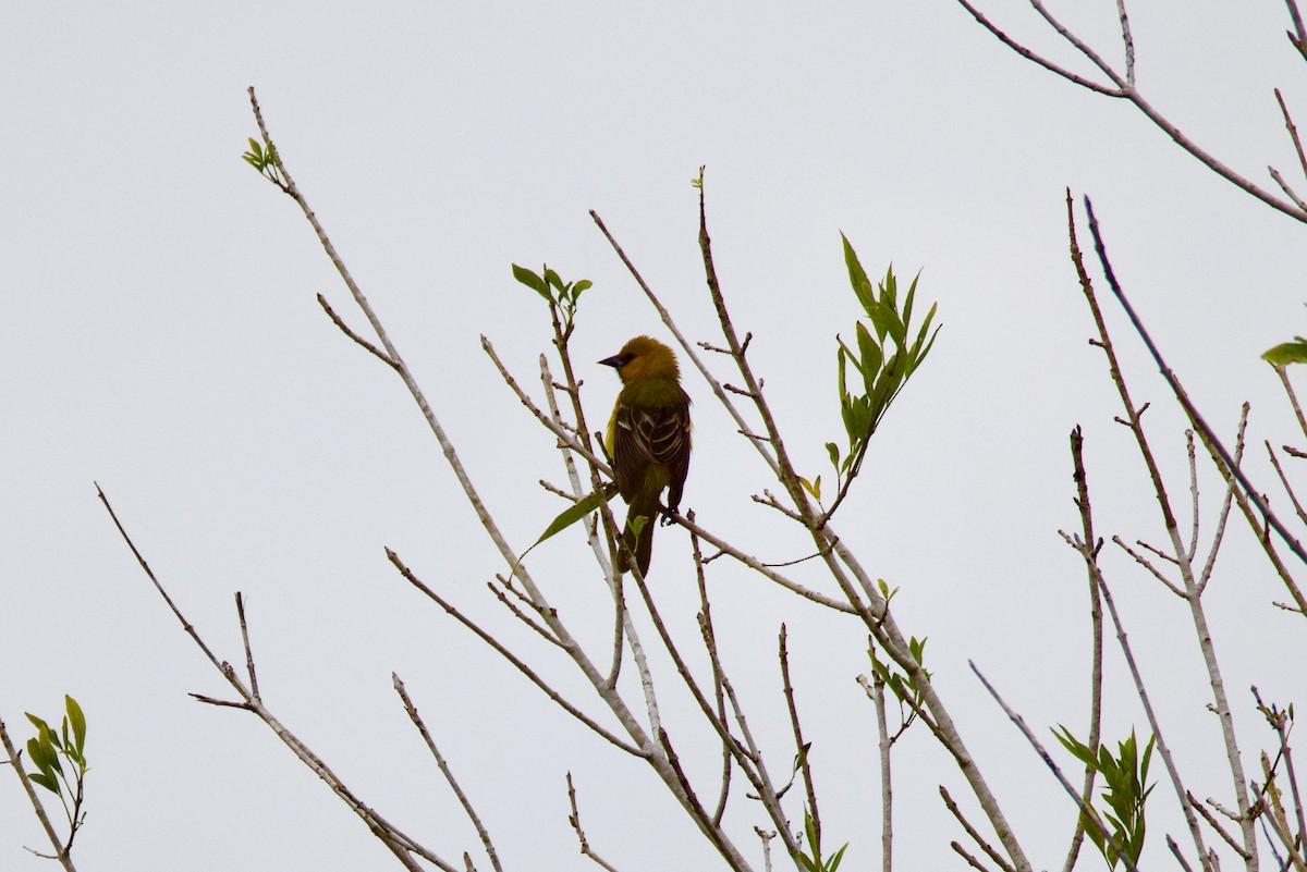 Altamira Oriole - ML628510722