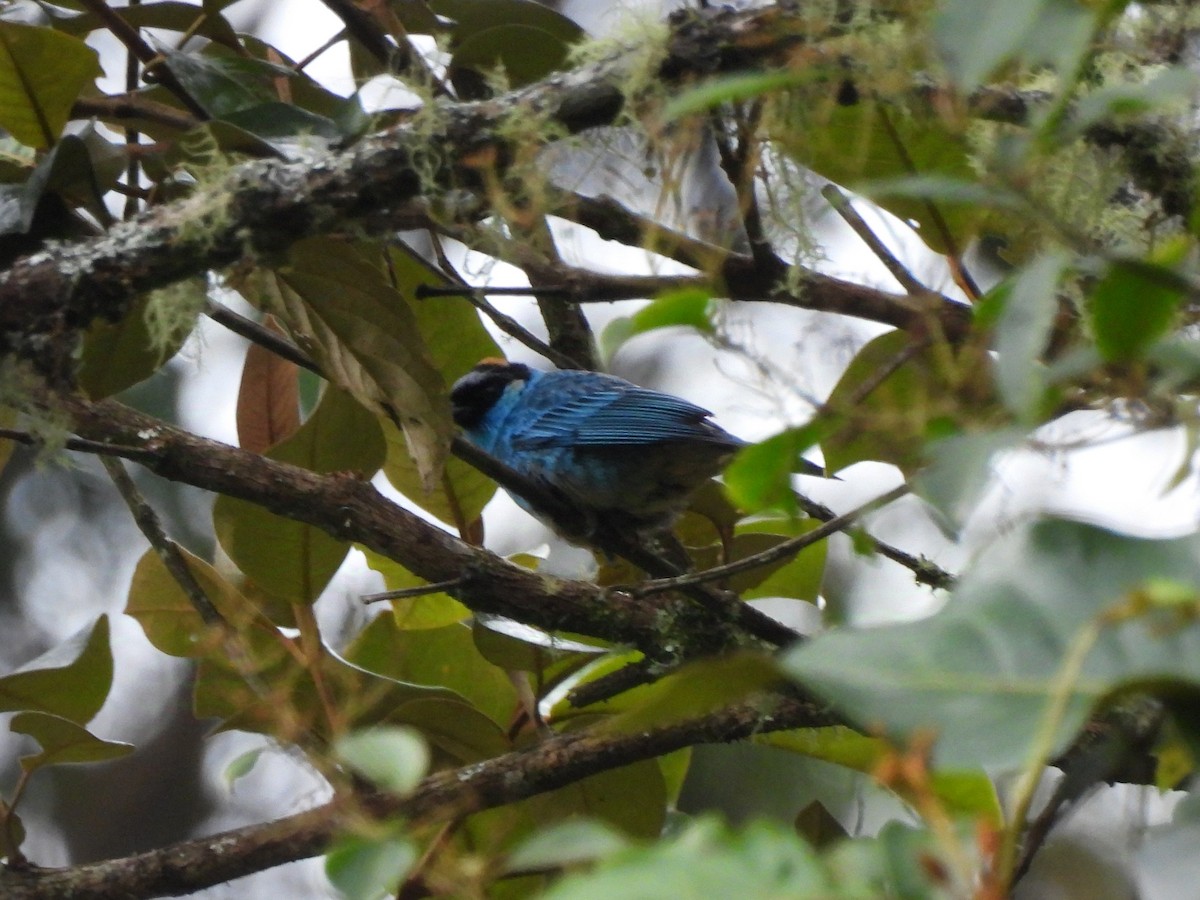 Golden-naped Tanager - ML628511030