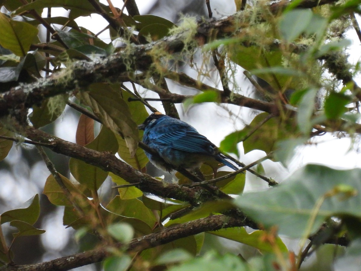 Golden-naped Tanager - ML628511031