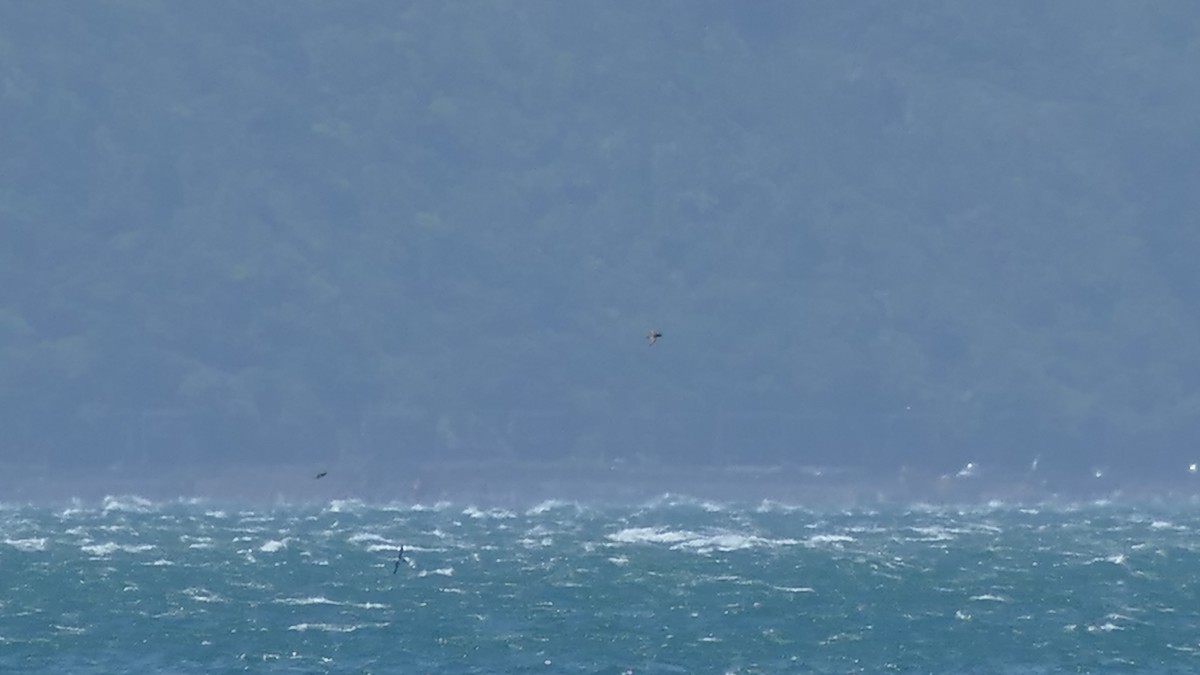 Fluttering Shearwater - ML628511497