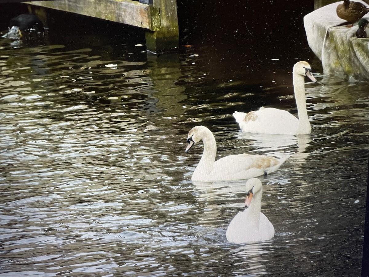 Mute Swan - Rebecca Ploeger