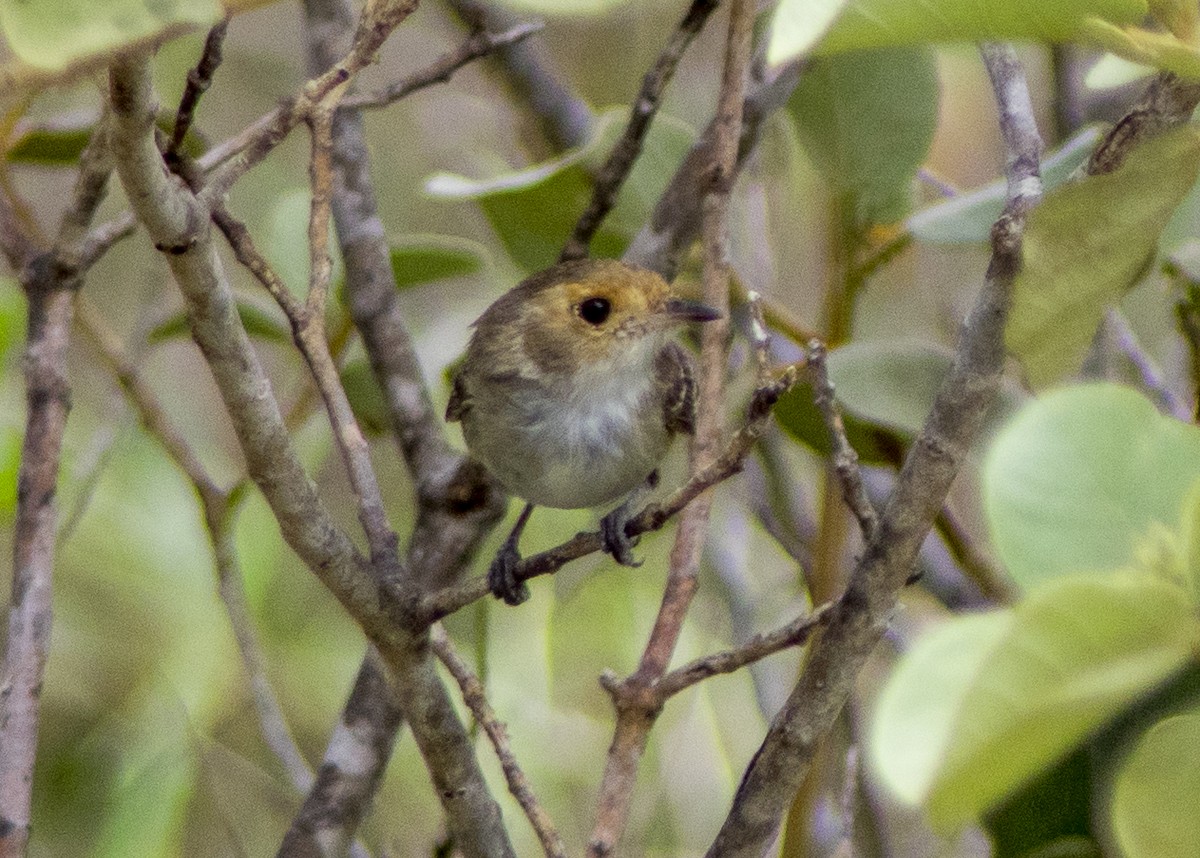 Fulvous-faced Scrub-Tyrant - ML628511728