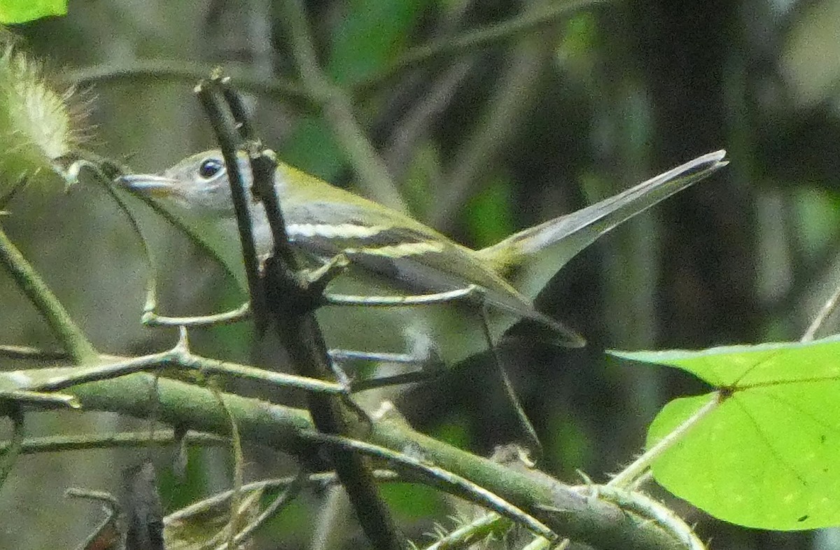 Chestnut-sided Warbler - ML628511753