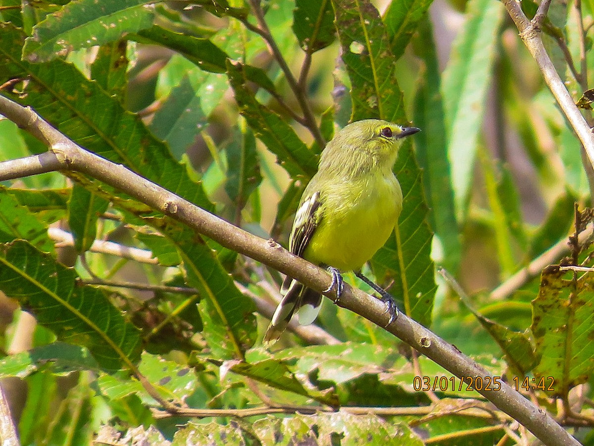 Lesser Wagtail-Tyrant - ISMAEL RODRIGUEZ CAYETANO