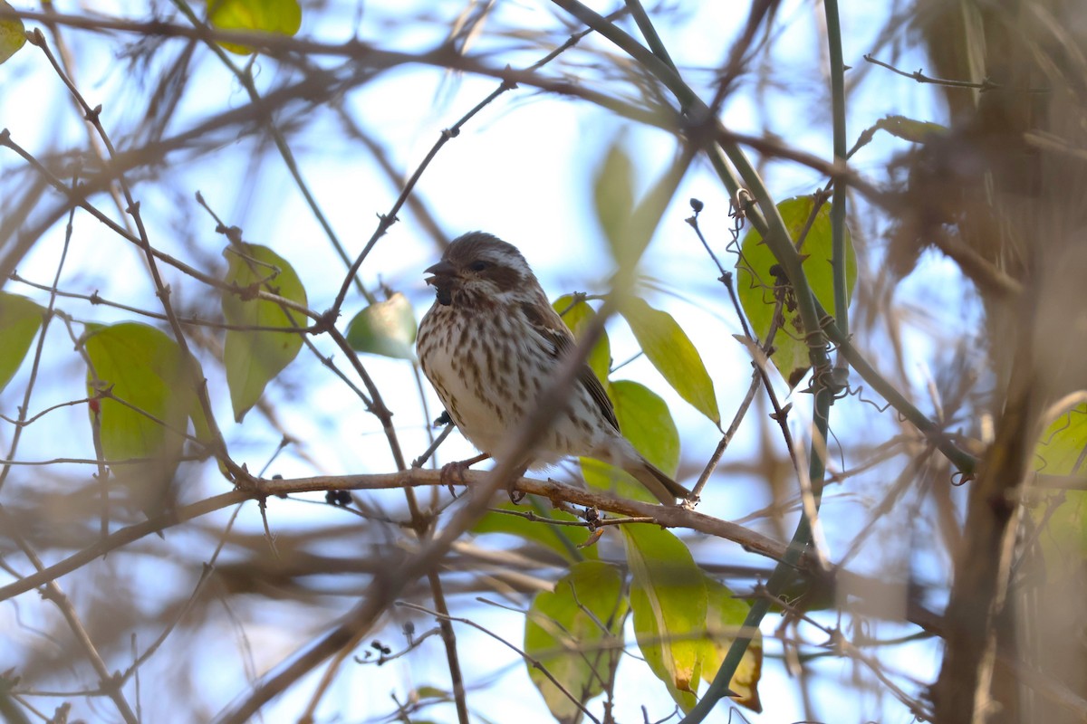 Purple Finch - ML628512064