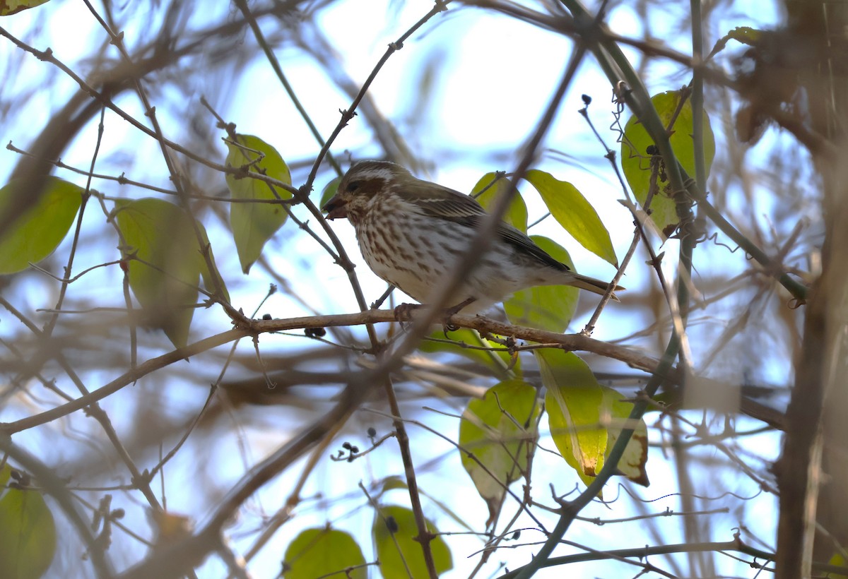 Purple Finch - ML628512065