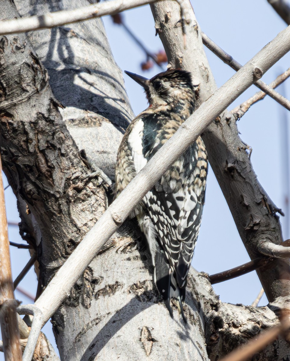 Yellow-bellied Sapsucker - ML628512082
