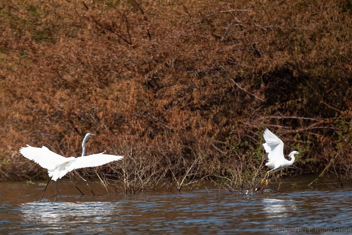 Great Egret - ML628512127