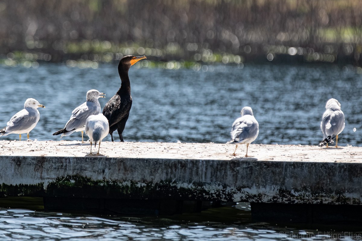 Double-crested Cormorant - ML628512190