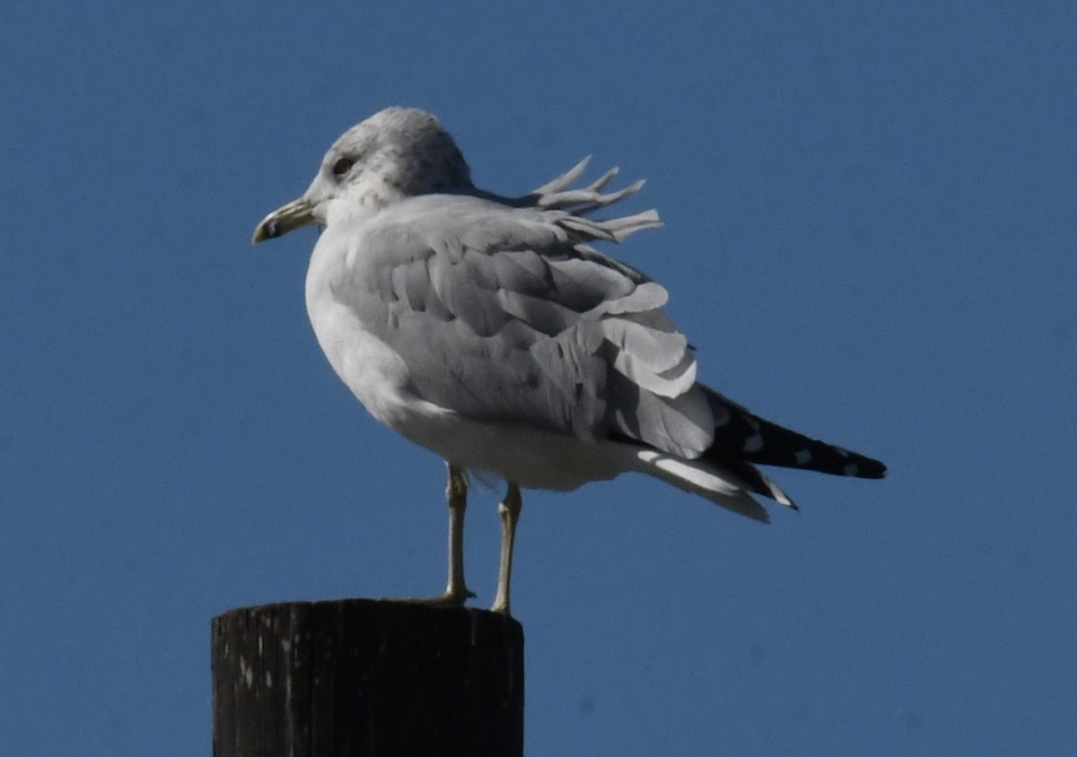 Gaviota de Delaware - ML628512657