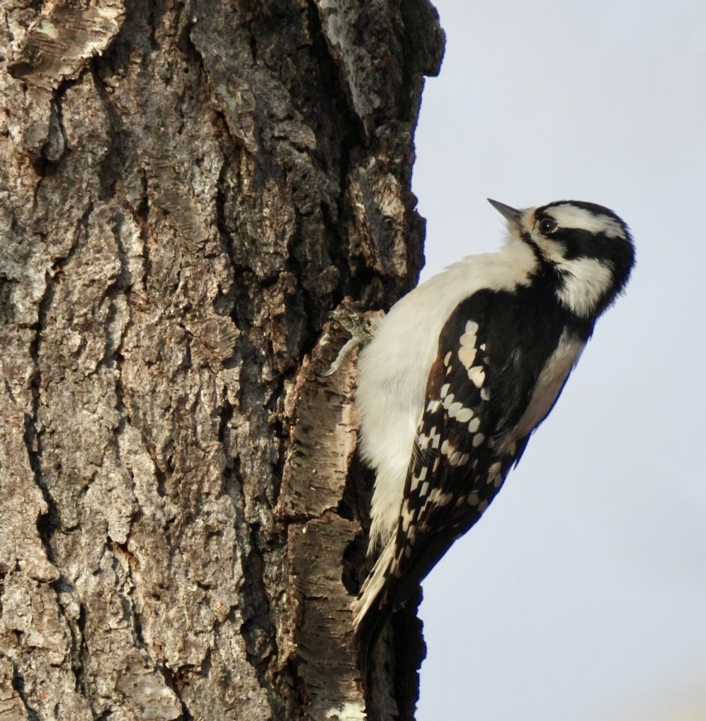 Downy Woodpecker - ML628513022