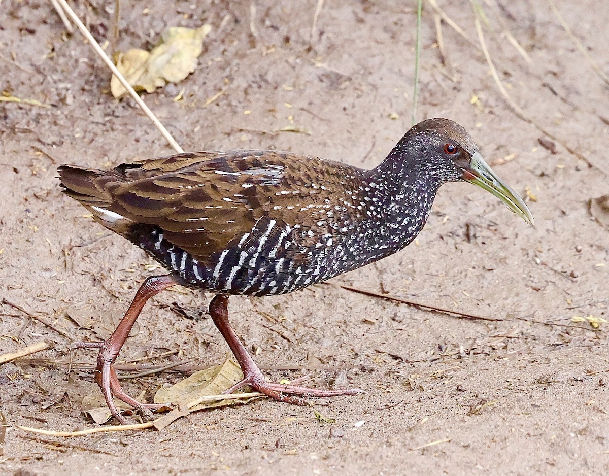 Spotted Rail - ML628513031