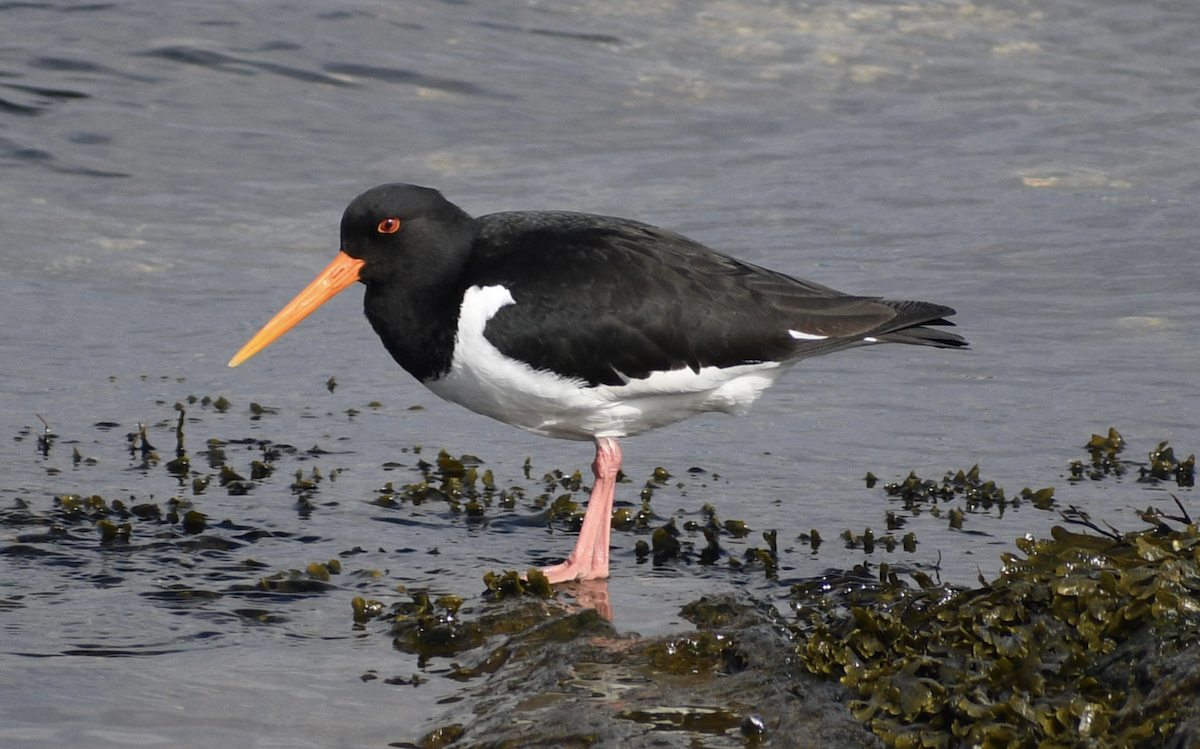 Eurasian Oystercatcher - ML628513229