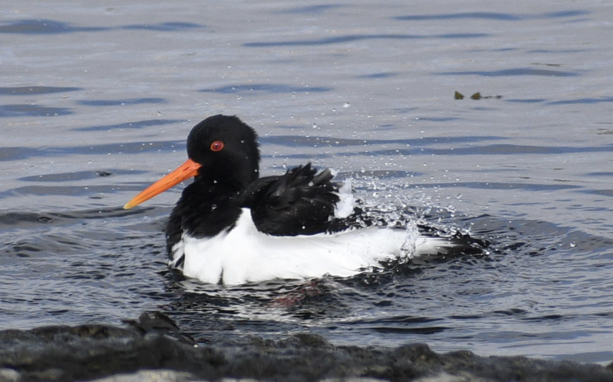 Eurasian Oystercatcher - ML628513230