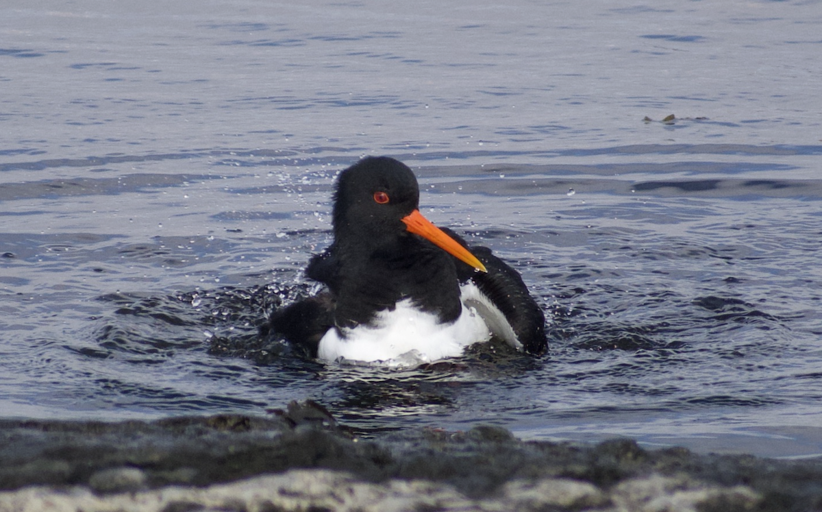 Eurasian Oystercatcher - ML628513231